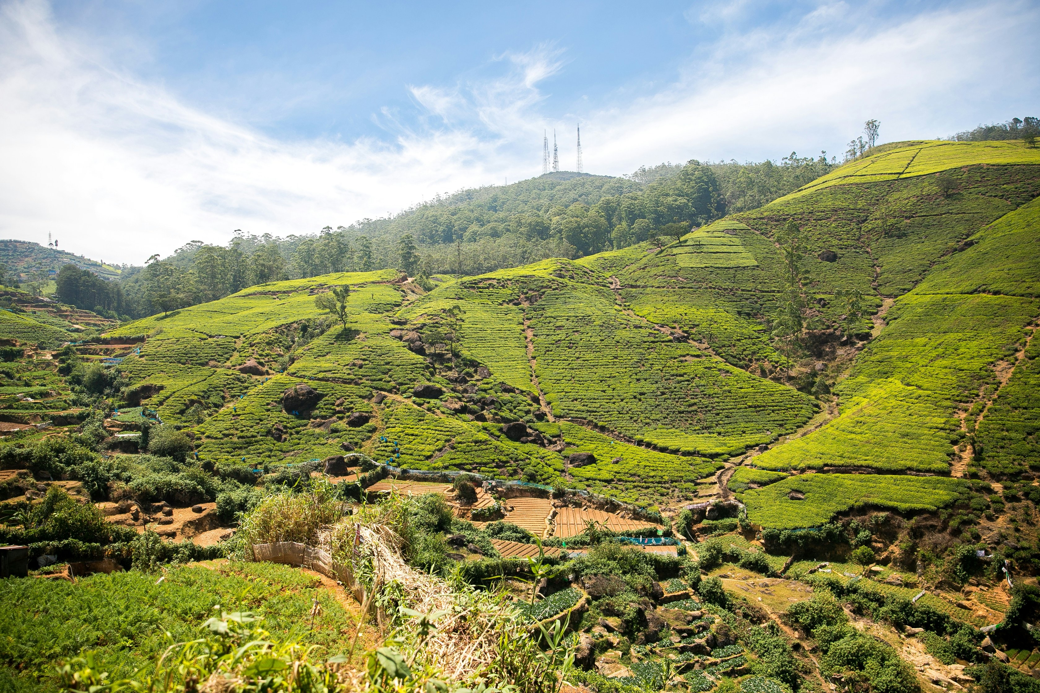 Experience the Best of Sri Lanka by Exploring these Nuwara Eliya Attractions