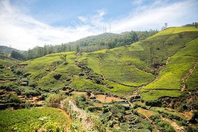 Experience the Best of Sri Lanka by Exploring these Nuwara Eliya Attractions