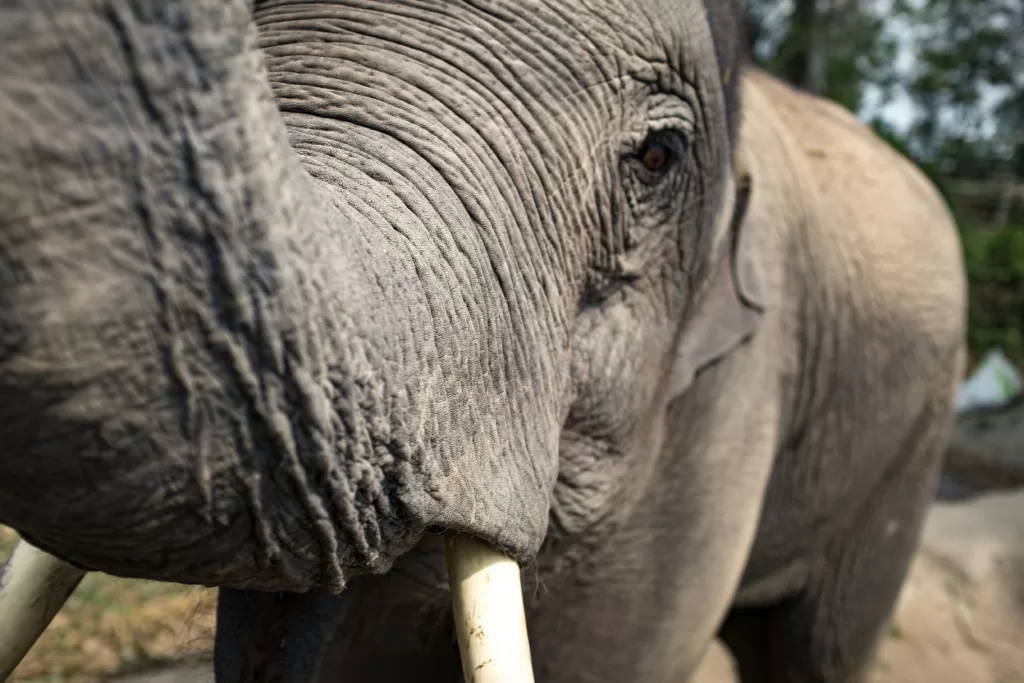 Samui Elephant Sanctuary