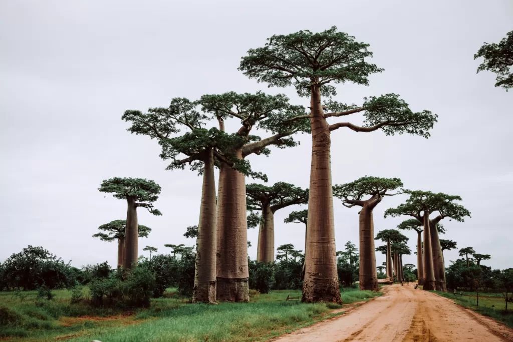 Baobabs