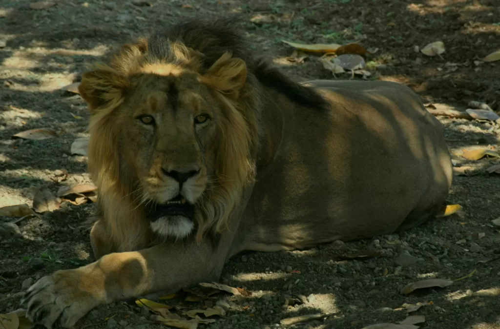 Gir National Park