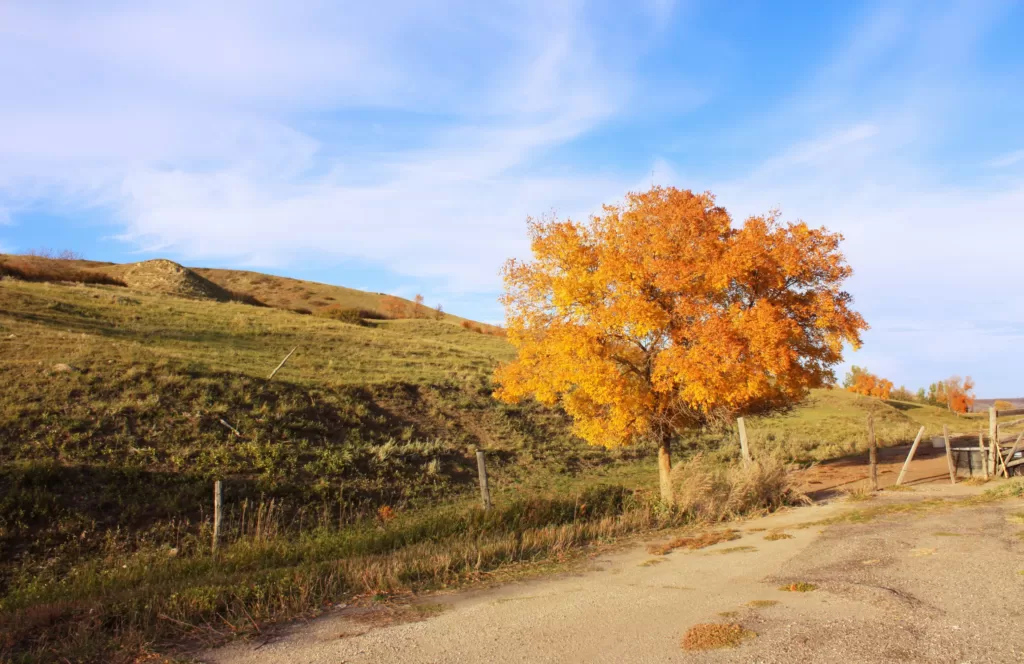 trees changing color