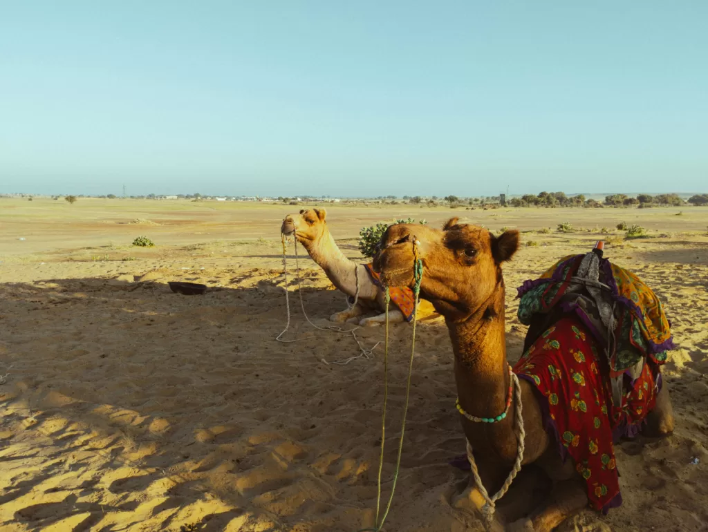 Camel Safari