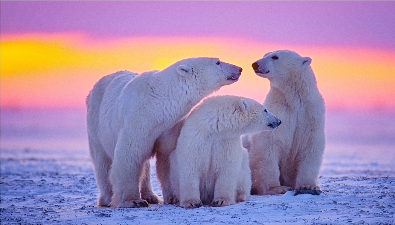 Midnight Sun, Northern Lights, or the Polar Bear Express: What's Your Pick?