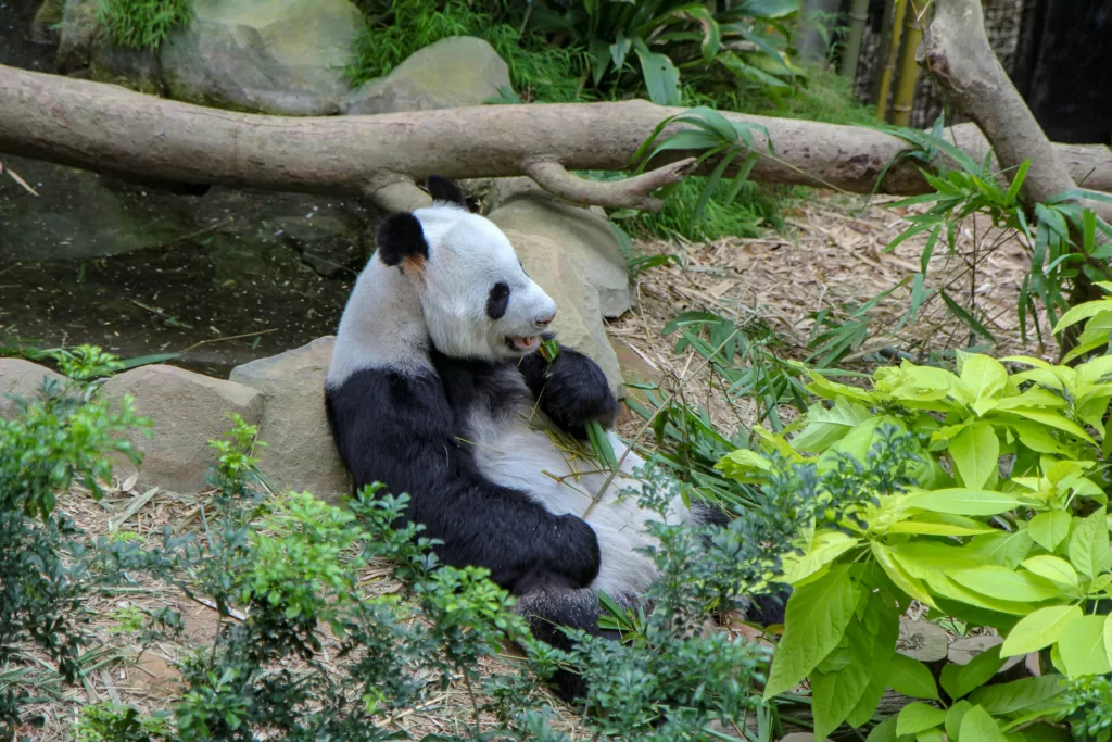 Pavilion Capital Giant Panda Forest