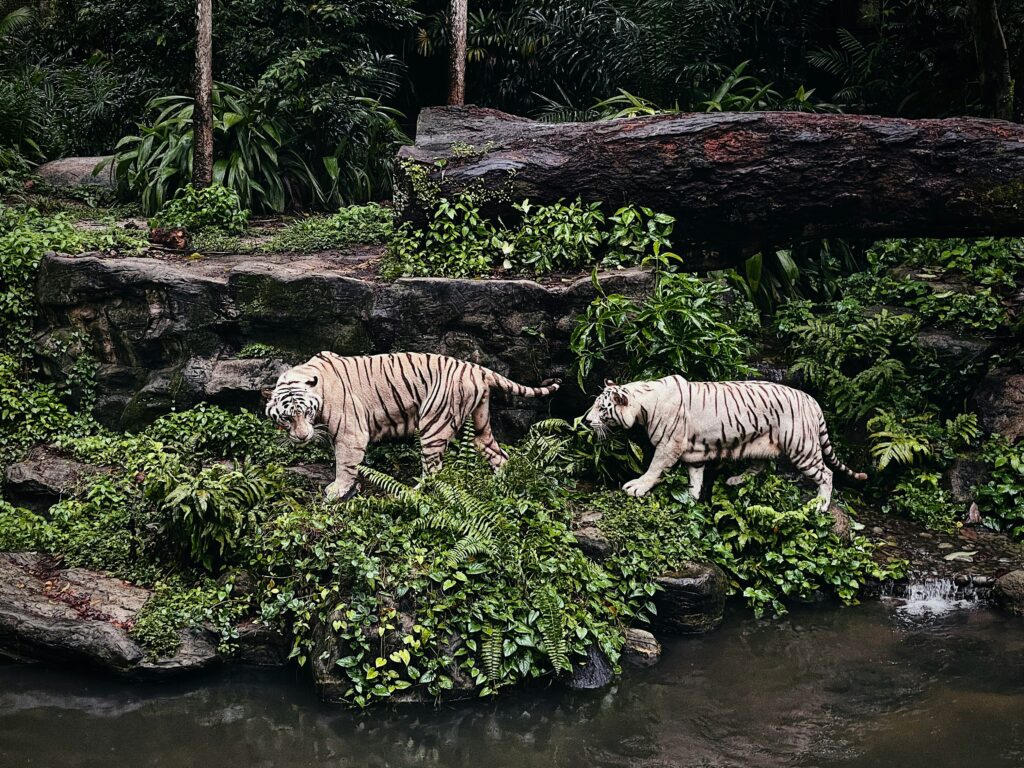All You Need to Know About the Singapore Zoo Night Safari