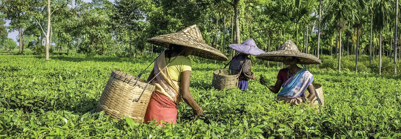 Tea Tourism in India