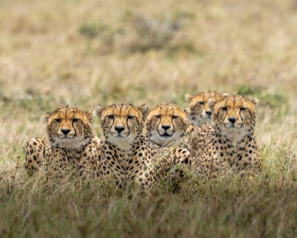 Best Time To Go To Kenya: A Traveller's Guide