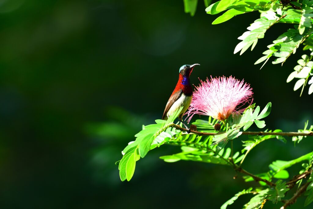 The Ultimate Guide to the Must-See Attractions in Mahabaleshwar