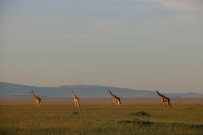 Best Time To Go To Kenya: A Traveller's Guide