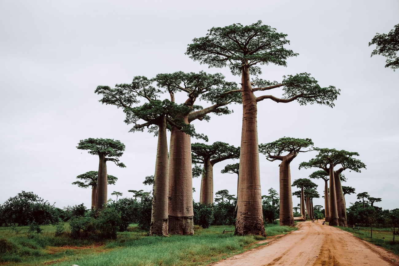 Madagascar for Tourists: A Guide to Unique Wildlife and Natural Wonders