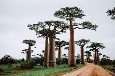Madagascar for Tourists: A Guide to Unique Wildlife and Natural Wonders