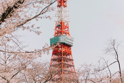 Things to Do in Tokyo: A City of Floating Lanterns and Blossoming Traditions