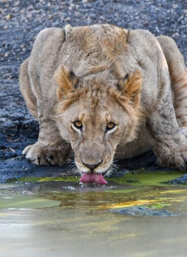 Best Time to Visit South Africa: A Seasonal Guide
