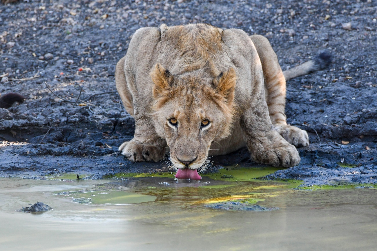 Best Time to Visit South Africa: A Seasonal Guide