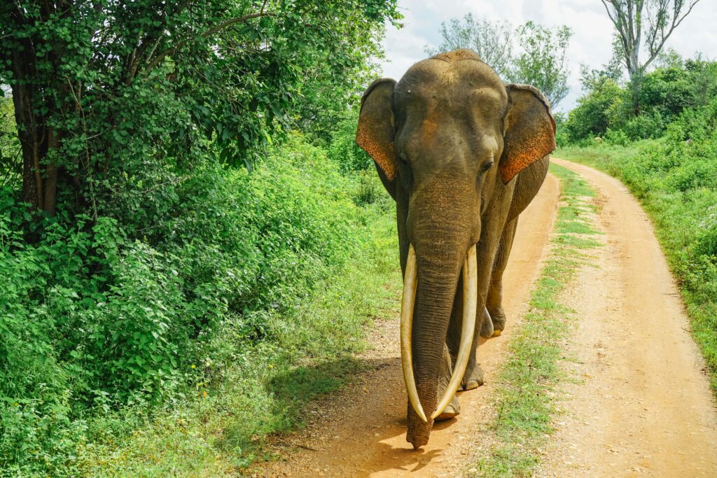 Udawalawe National Park Safari Guide: Wildlife Encounters, Ticket Prices and Travel Tips