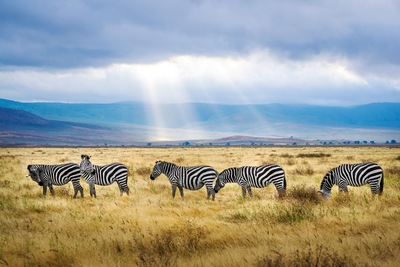 Safari in Tanzania – Into the Wild