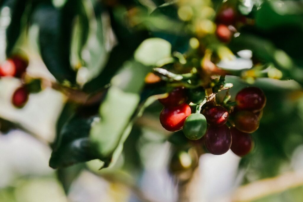 Coffee Plantation