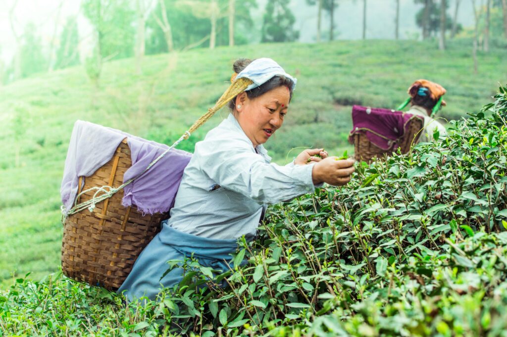 Happy Valley Tea Estate