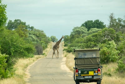 Safari Tours in Kenya