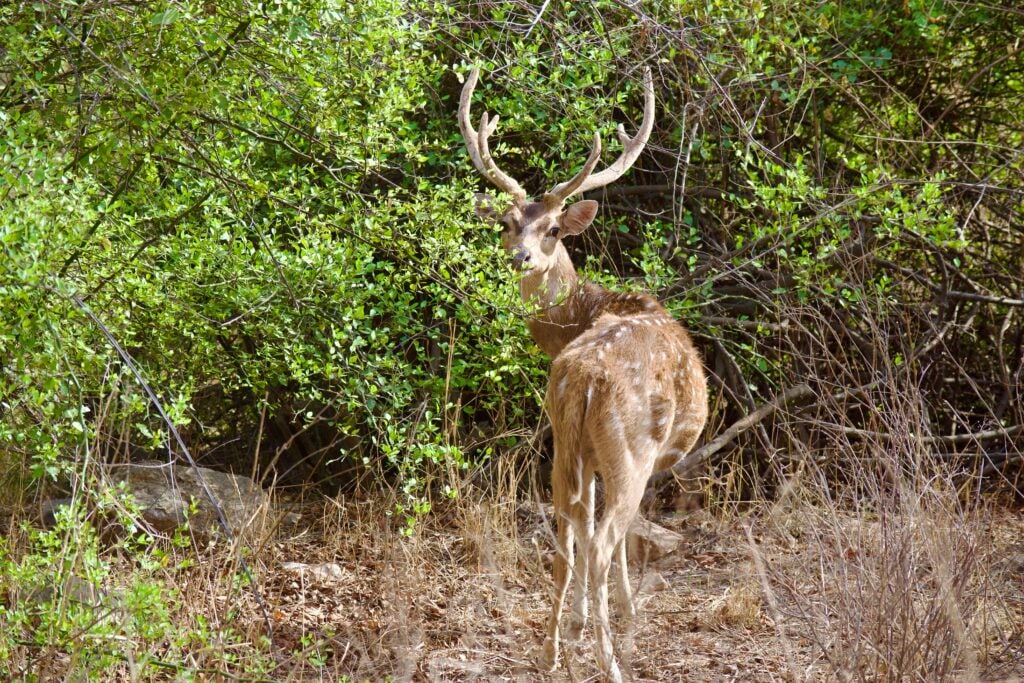 Sariska National Park