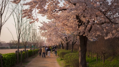 South Korea: A Year-Round Joy, But Here’s the Best Time to Visit!