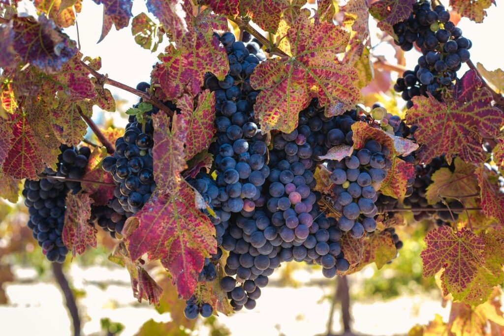 Sula Vineyards