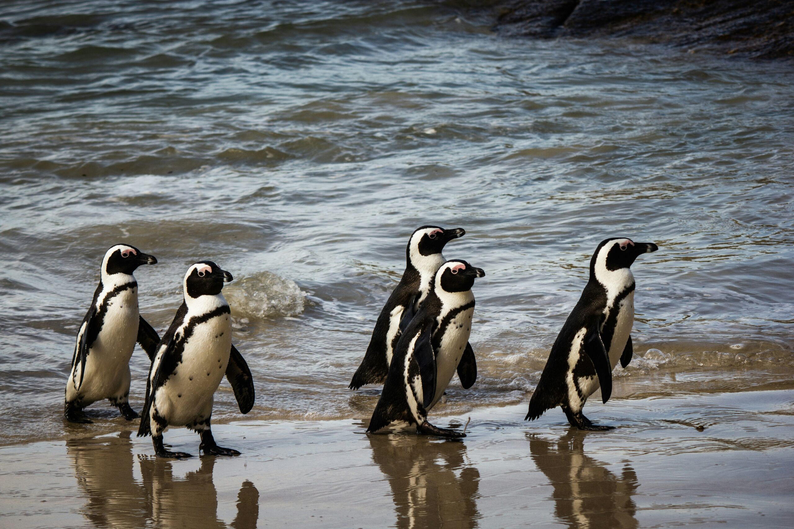 The Penguin Beach in South Africa