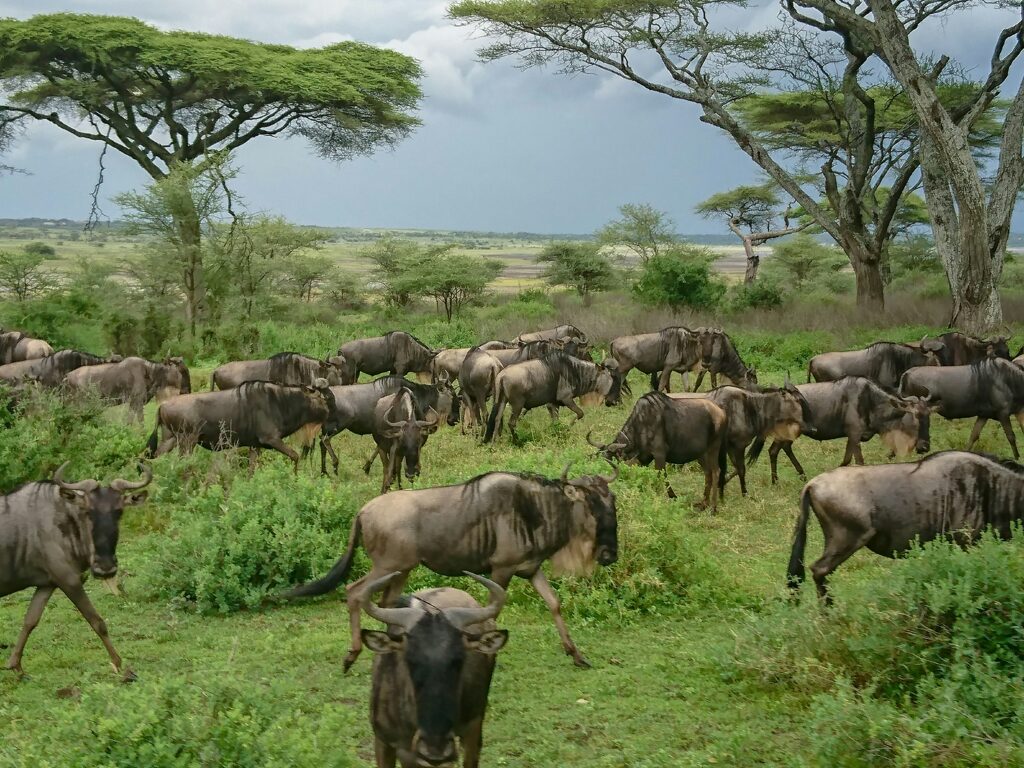 Tsavo East and West National Parks