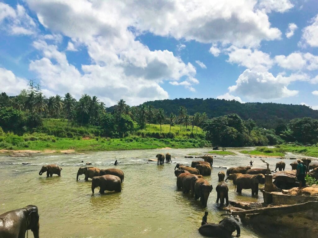 Wildlife Safari at Periyar Wildlife Sanctuary