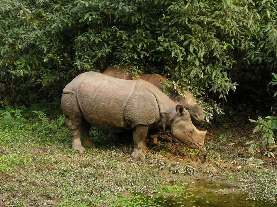chitwan national park.