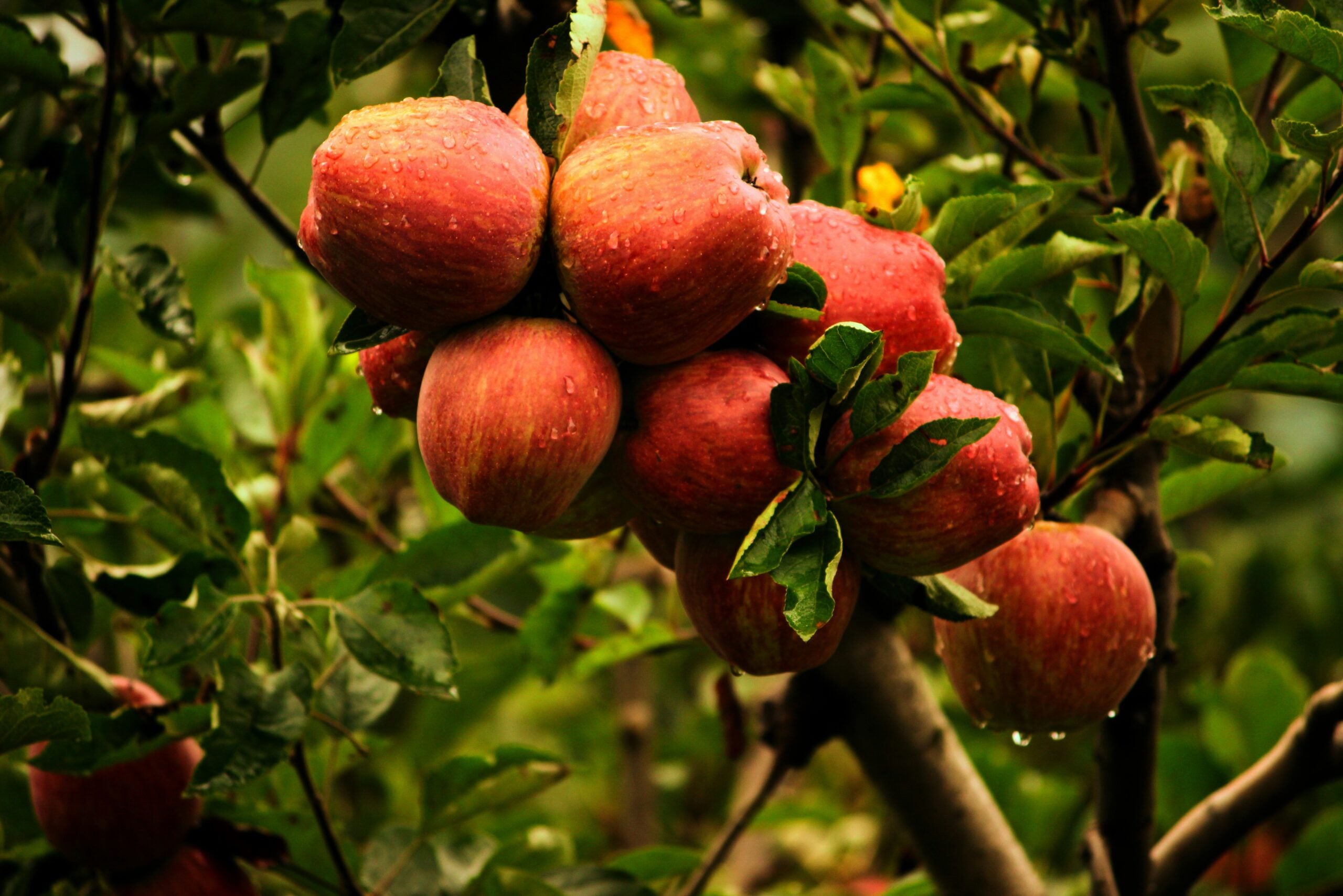 Apple manali
