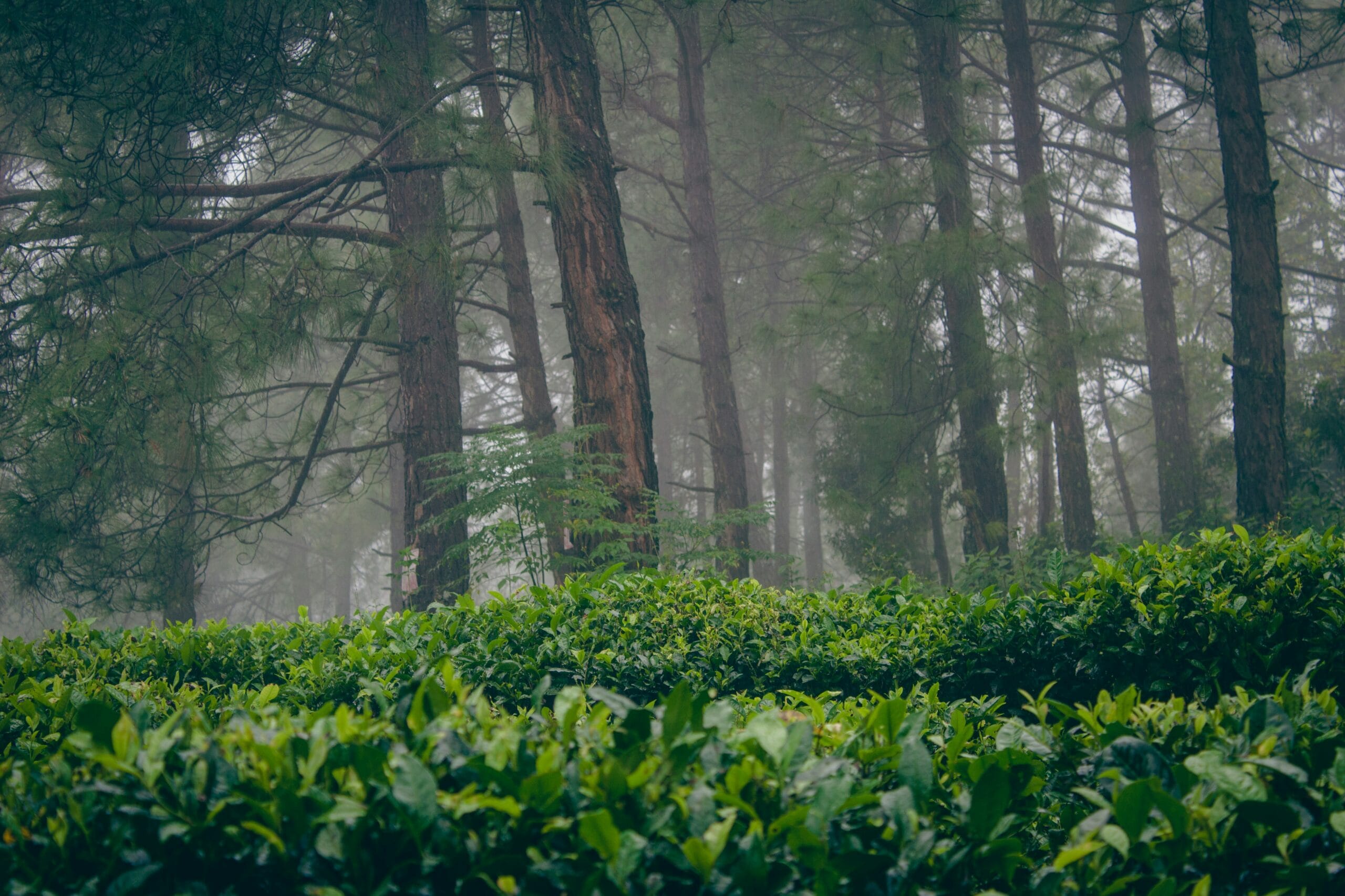 Kausani Tea Garden