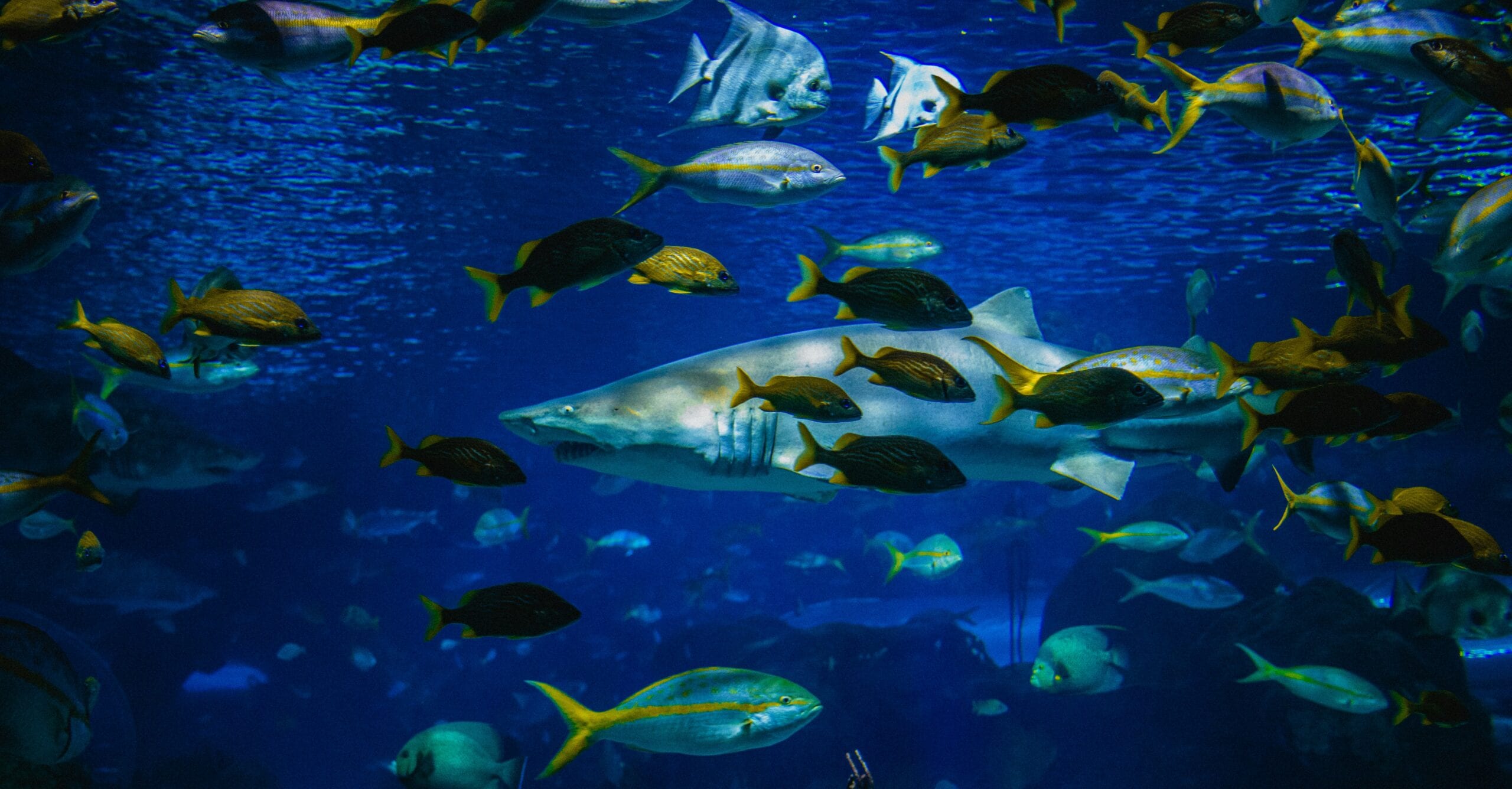 Marine aquarium museum in lakshadweep
