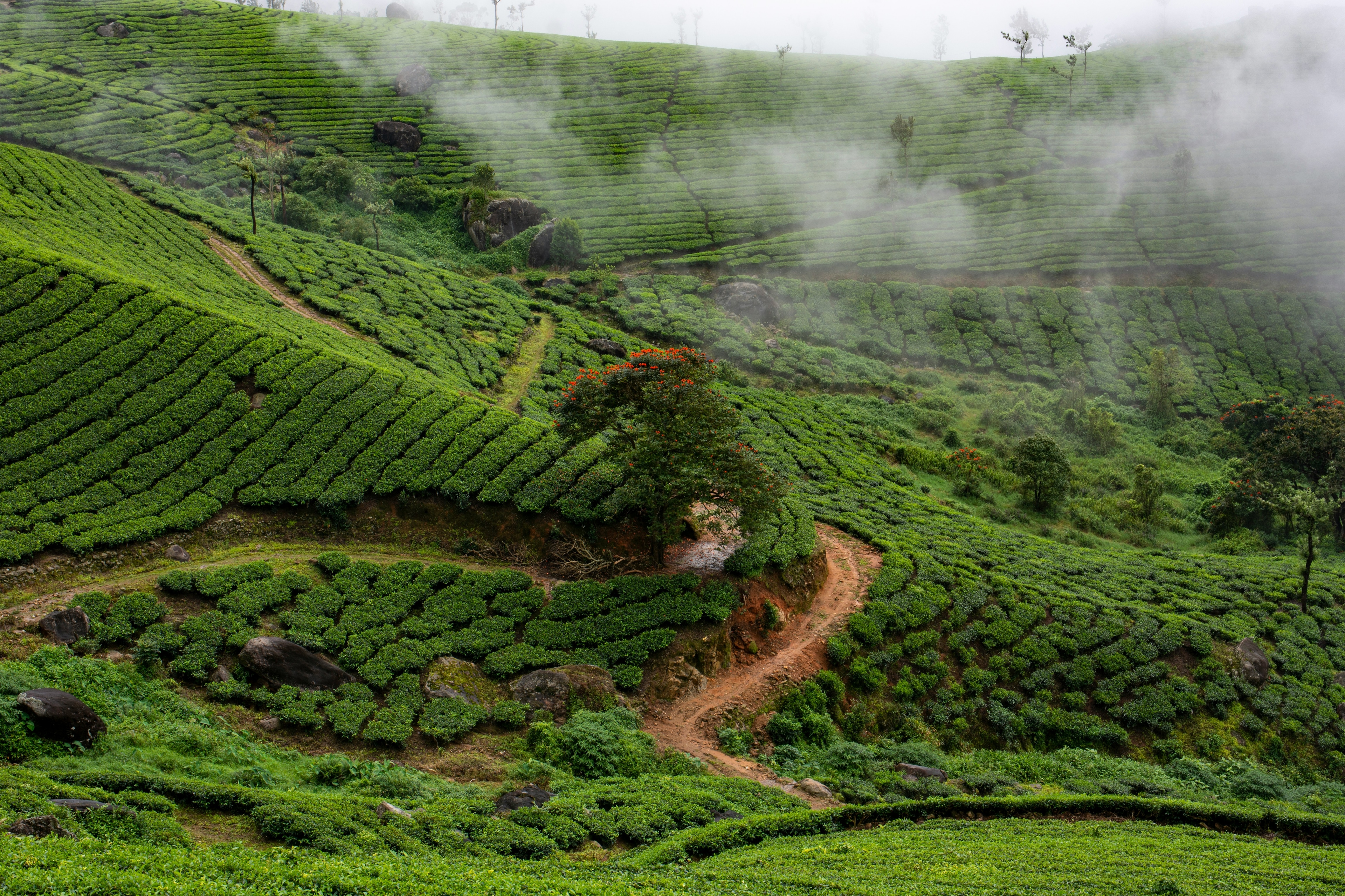 Top 5 Places to See in Munnar, Kerala