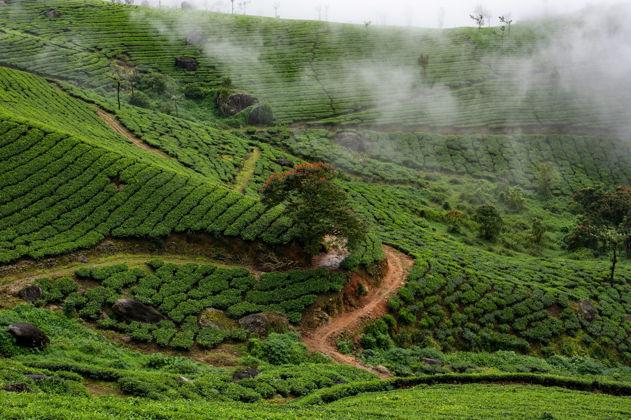 Top 5 Places to See in Munnar, Kerala