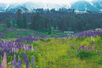 Places to Visit in Gulmarg: The Crown Jewel of Kashmir