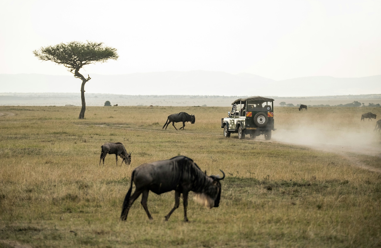 Safari Tours in Kenya