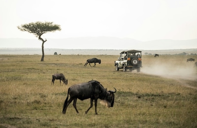 Safari Tours in Kenya
