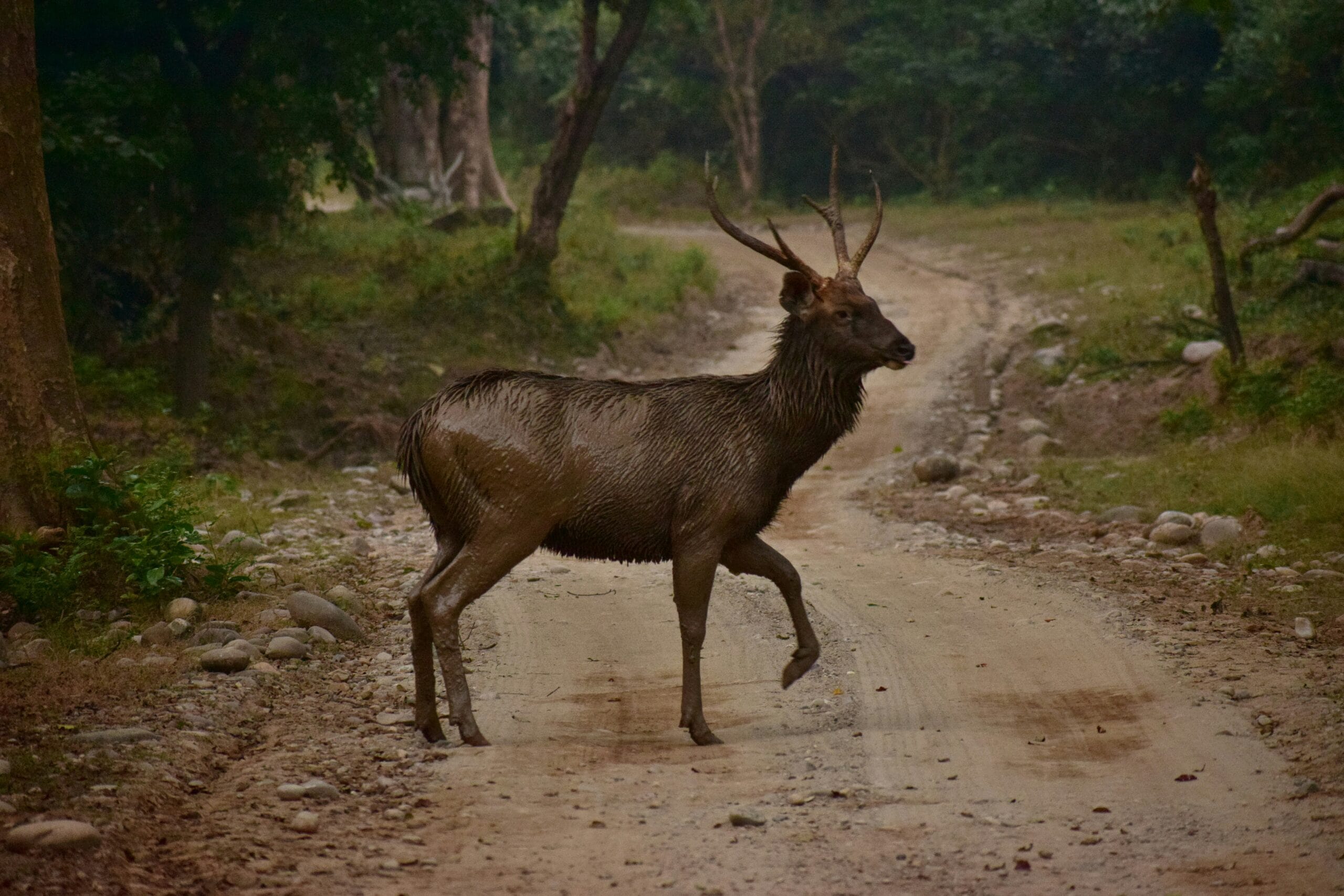 Simbalwara Wildlife Sanctuary