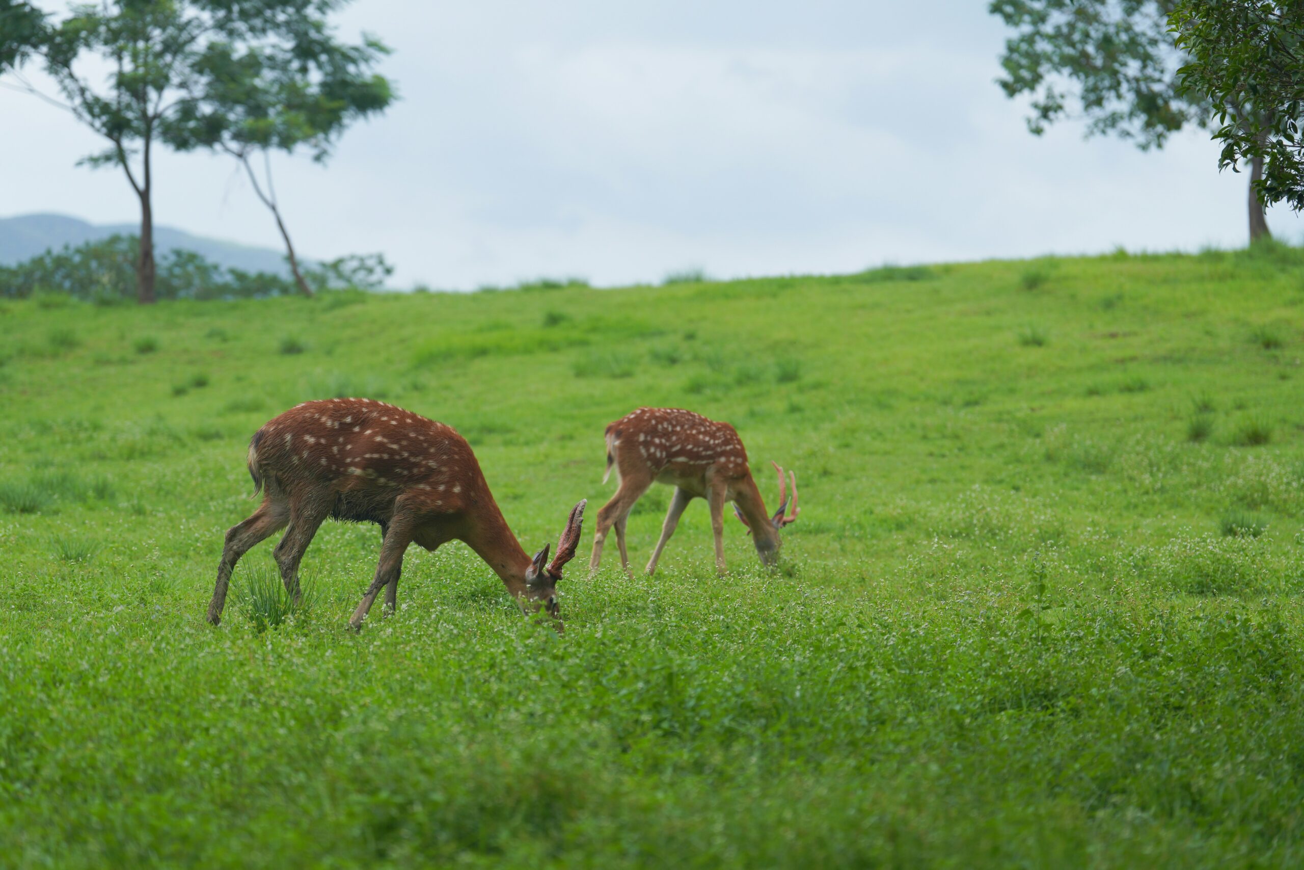 Tholpetty Wildlife Sanctuary 