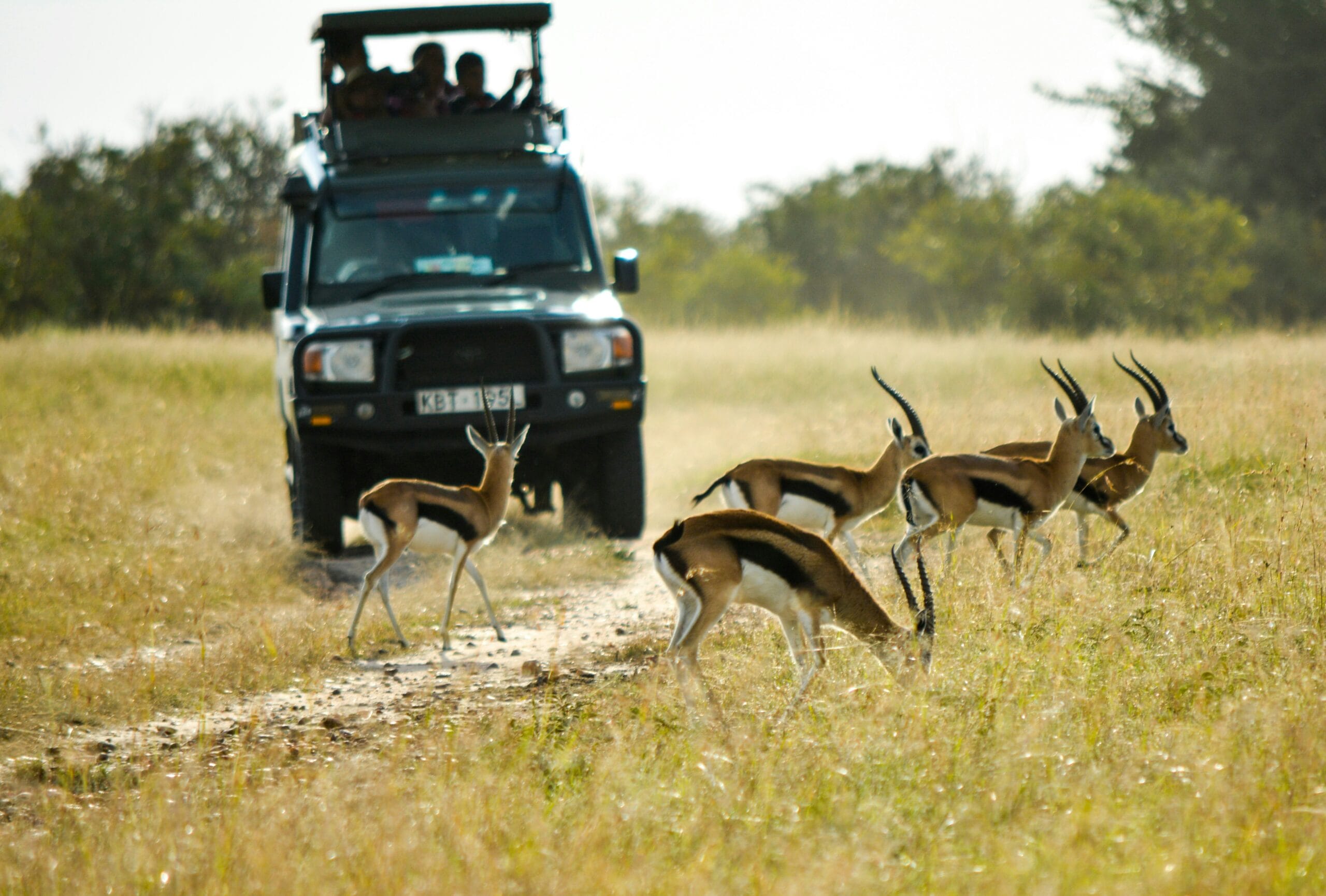 Top Safari Destinations in Kenya