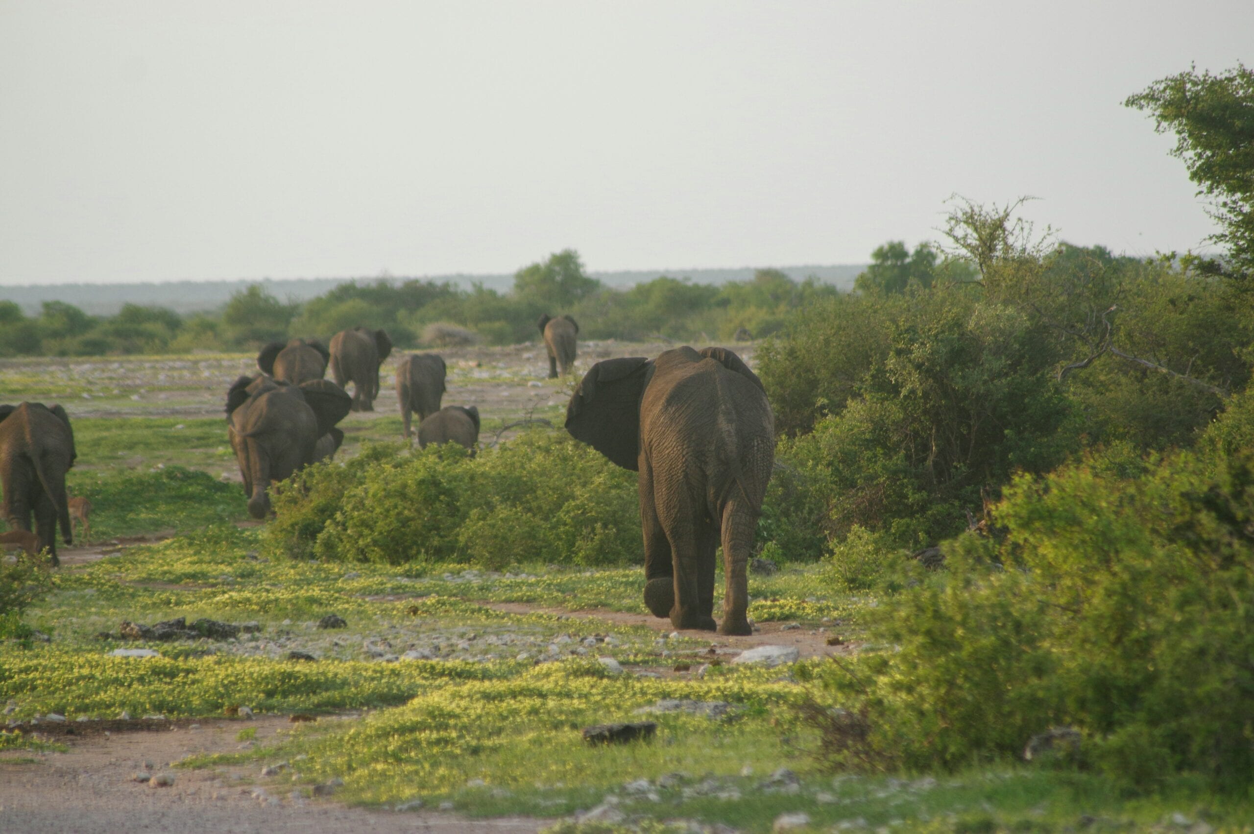 Wildlife Safari at Periyar Wildlife Sanctuary
