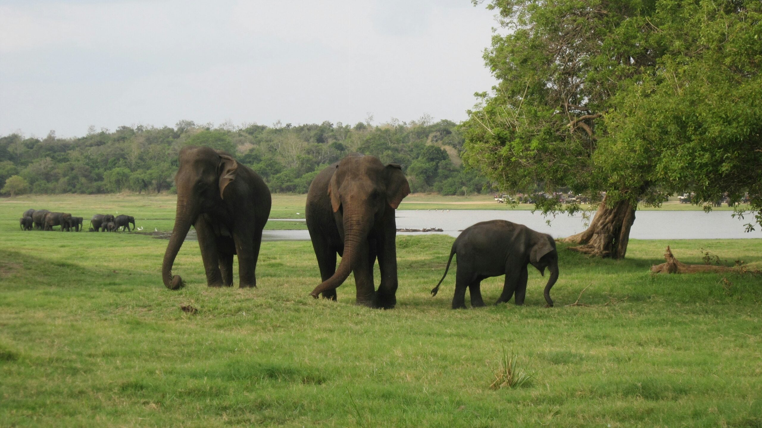 Kaudulla National Park