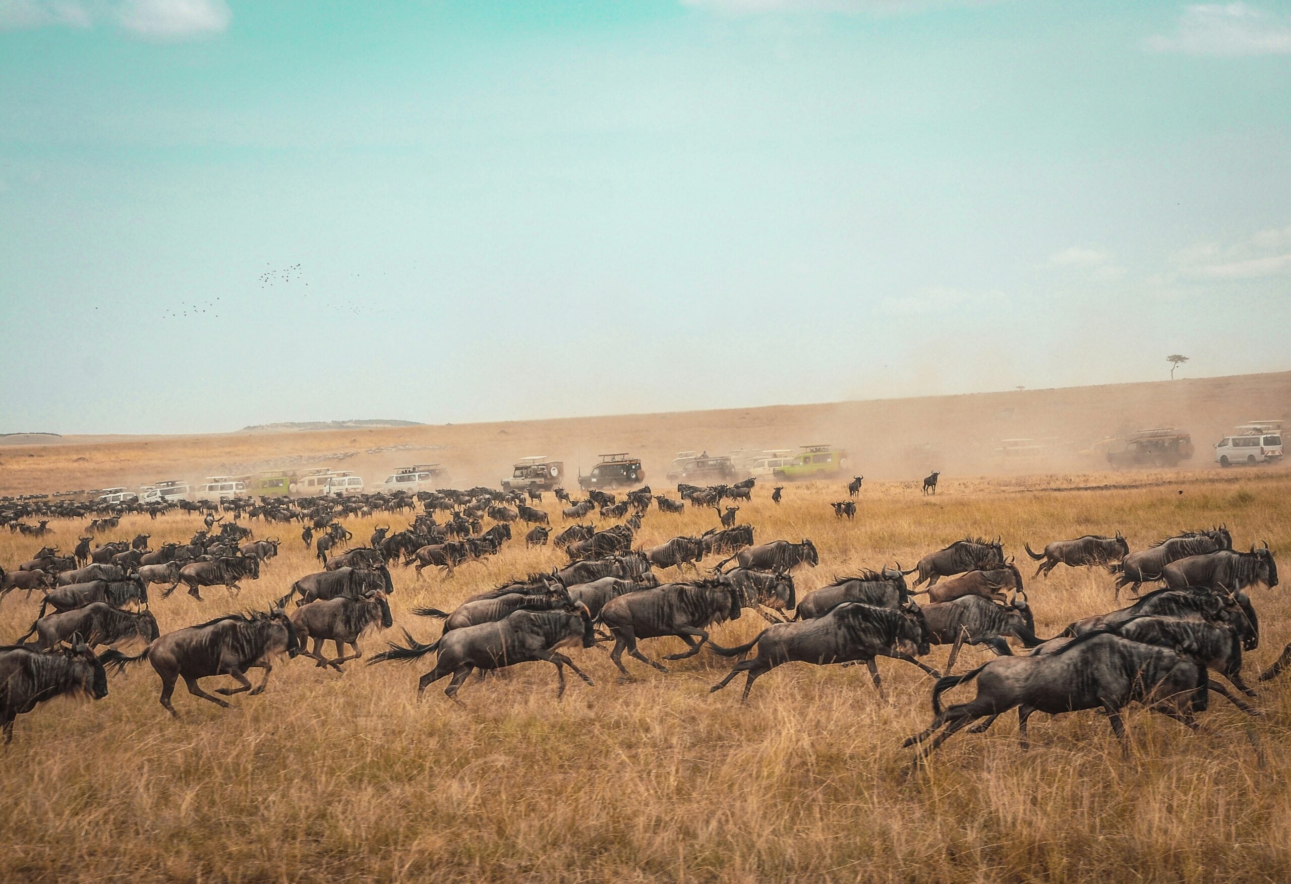 Masai Mara Migration
