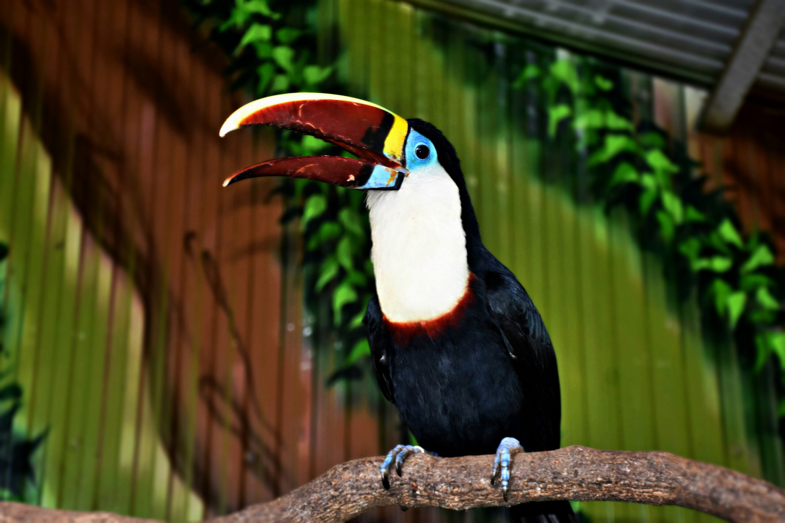 Yercaud Bird park
