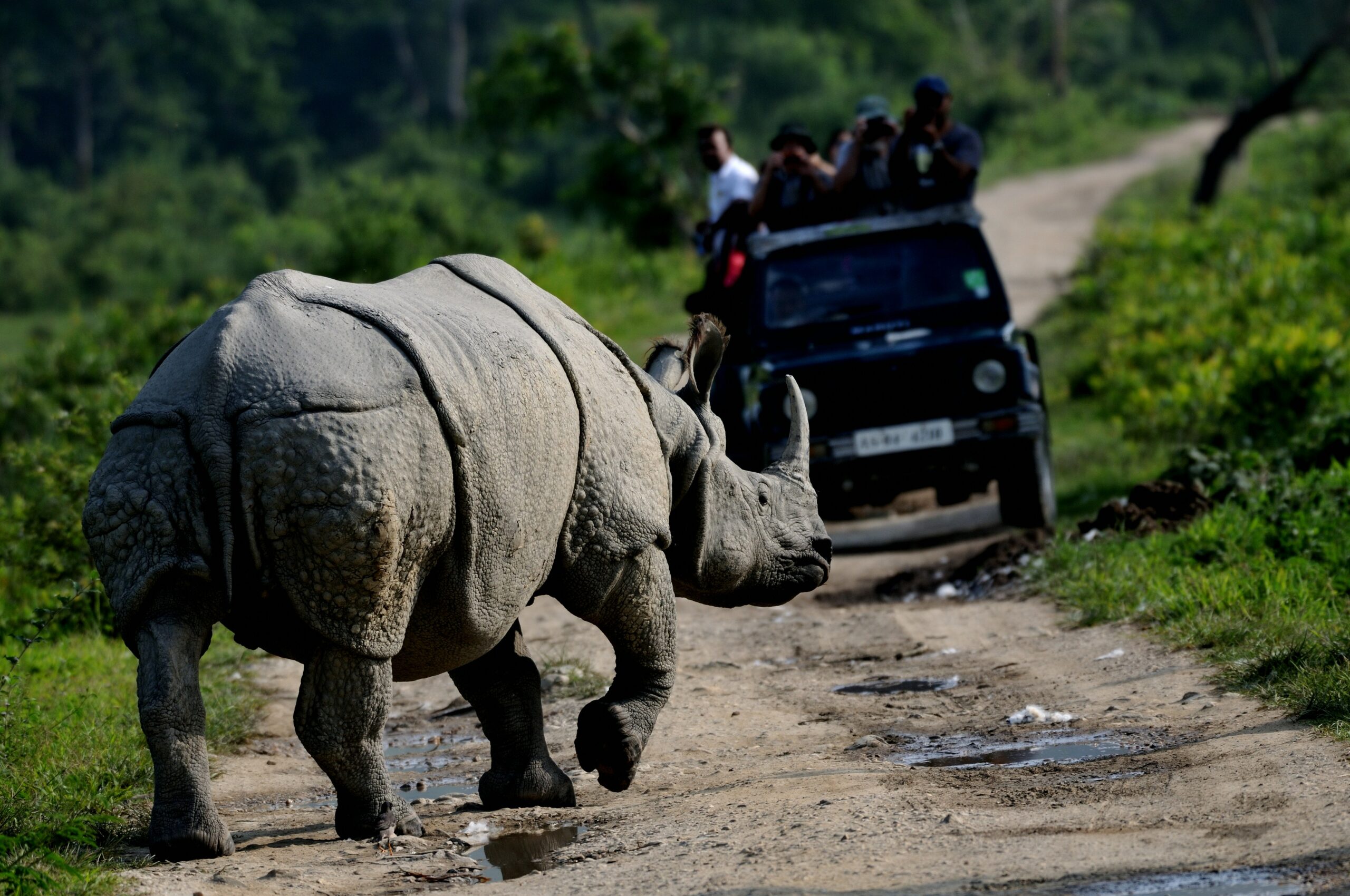 Assam Kaziranga