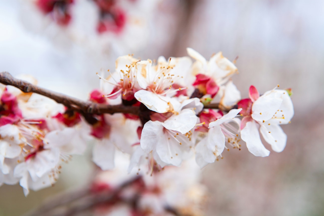 Apricot Blossom in Ladakh: A Springtime Spectacle