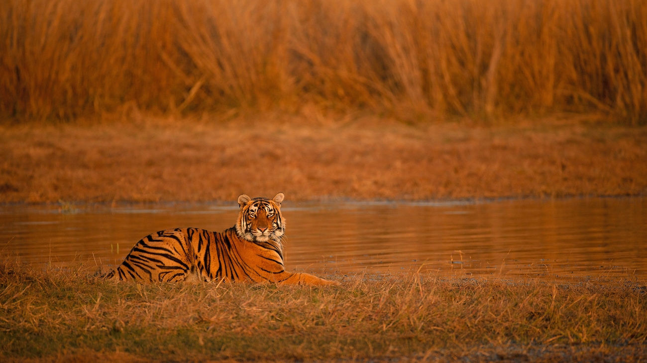 Into the Wild: Top Things to do in Ranthambore for an Enriching Journey
