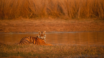 Into the Wild: Top Things to do in Ranthambore for an Enriching Journey